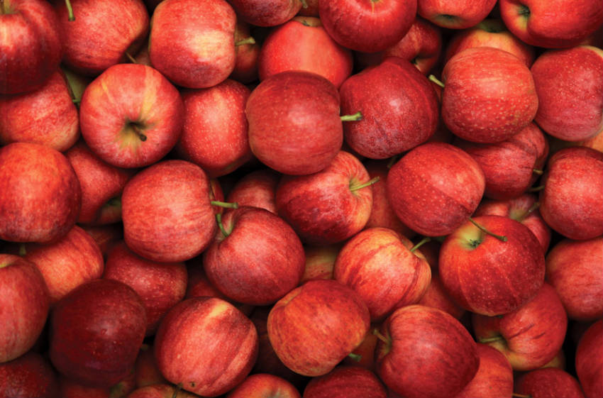 Royal Gala Apples from The Fruit Company